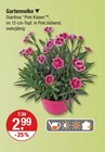 Aktuelle Blumen Angebote bei V-Markt in Regensburg Aktuelles Gartenneke Angebot bei V-Markt in Regensburg ab 2,99 €