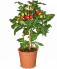 Aktuelles Naschgemüse Cherry Tomate Angebot bei Netto Marken-Discount in Hildesheim ab 7,99 €