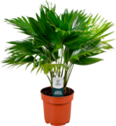 LIVISTONA ROTUNDIFOLIA - SANS MARQUE en promo chez Auchan Hypermarché Poitiers à 10,99 €