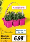 Dianthus, Pink isses von  im aktuellen Lidl Prospekt für 6,99 €