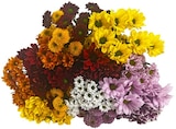 Blumenstrauß »Chrysanthemen mit Santini« im REWE Prospekt Blumenstrauß »Chrysanthemen mit Santini« von im aktuellen REWE Prospekt für 4,79 €