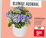 Freilandhortensien im Angebot bei Marktkauf in Kirchheim Freilandhortensien Angebote bei Marktkauf Kirchheim für 9,00 €