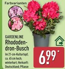 Rhododendron-Busch von GARDENLINE im aktuellen ALDI Nord Prospekt