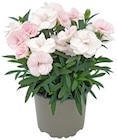 Aktuelle Blumen Angebote bei REWE in Bielefeld Aktuelles Scheinmyrthe oder Nelke Sprint Pastel Angebot bei REWE in Bielefeld ab 1,99 €