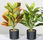 Aktuelle Zimmerpflanzen Angebote bei ROLLER in Mannheim Aktuelles Grünpflanze im Topf Angebot bei ROLLER in Mannheim ab 5,99 €