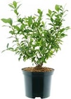 Heidelbeere „Hortblue Petit“ für 12,49 € bei Hellweg im Angebot Heidelbeere „Hortblue Petit“ im aktuellen Hellweg Prospekt