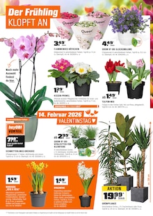 Blumen im OBI Prospekt "BIBERSTARKE ANGEBOTE" mit 13 Seiten (Erlangen)