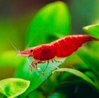 5 crevettes 'Red Cherry' en promo chez Truffaut Poitiers à 10,00 €