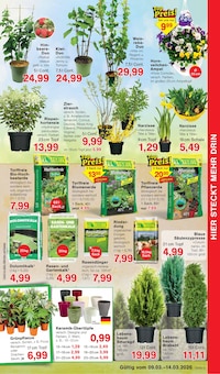 Narzissen im Jawoll Prospekt "Sonderposten-Märkte" mit 12 Seiten (Duisburg)