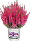 Globus-Baumarkt Unna - Knospenheide Angebot im Prospekt Knospenheide bei Globus-Baumarkt im Unna Prospekt für 1,99 €