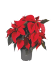 Weihnachtsstern im Angebot bei Lidl in Seevetal Weihnachtsstern Angebote bei Lidl Seevetal für 2,79 €
