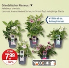 Orientalischer Nieswurz von  im aktuellen V-Markt Prospekt für 7,99 €