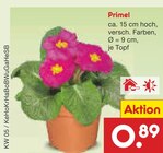 Primel im Angebot bei Netto Marken-Discount in Elmshorn Primel Angebote bei Netto Marken-Discount Elmshorn für 0,89 €