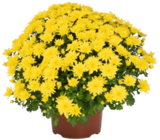 Chrysanthemen-Busch XL Angebote bei Kaufland Homburg für 4,99 €