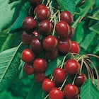 Collection de fruitiers en promo chez Botanic Collection de fruitiers dans le catalogue Botanic