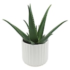 Promo Aloe "Medivera" ECLOZ à 14,99 € dans le catalogue Jardiland à Trignac