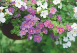 Delbard - BACOPA : offre du catalogue Promo BACOPA à 14,95 € dans le catalogue Delbard ""
