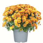 Chrysantheme bei toom Baumarkt im Friedberg Prospekt für 1,69 €
