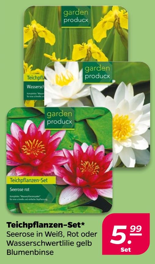 Teichpflanzen-Set