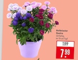 Aktuelle Pflanzen Angebote bei Marktkauf in Reutlingen Aktuelles Herbstaster Quatro Angebot bei Marktkauf in Reutlingen ab 7,99 €