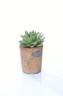 Sukkulenten in Terracotta im Lidl Prospekt Sukkulenten in Terracotta von im aktuellen Lidl Prospekt für 3,79 €