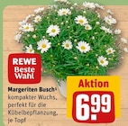 Margeriten Busch Angebote von REWE Beste Wahl bei REWE Hanau für 6,99 €