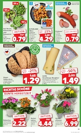 Aktueller Kaufland Prospekt mit Blumen, "KNÜLLER", Seite 2