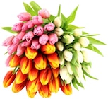 Aktuelle Tulpen Angebote bei nahkauf in Chemnitz Aktuelles Großbund Tulpen XL Angebot bei nahkauf in Chemnitz ab 5,55 €