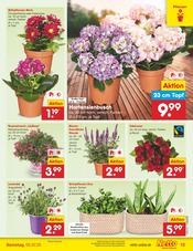Stauden im Netto Marken-Discount Prospekt in Lahr Aktueller Netto Marken-Discount Prospekt mit Stauden, "Aktuelle Angebote", Seite 15
