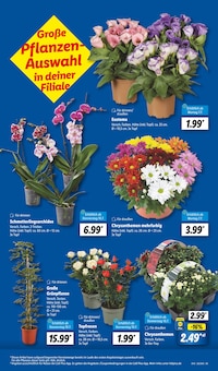 Blumen im aktuellen Lidl Prospekt (Rostock) Blumen im Lidl Prospekt "LIDL LOHNT SICH" mit 64 Seiten (Rostock)