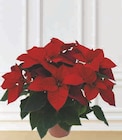 Poinsettia - U - Super U à Calais Poinsettia - U en promo chez Super U Calais à 8,99 €