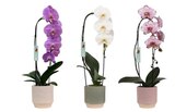 Orchidées grandes fleurs en promo chez Carrefour Tours à 15,99 €
