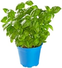 Bio Basilikum Angebote bei REWE Ingolstadt für 1,39 €