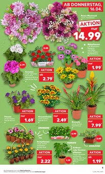 Chrysantheme im Kaufland Prospekt "KNÜLLER" mit 70 Seiten (Bochum)