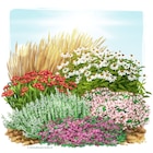 Trockenresistente Stauden Set, 18 Pflanzen für 3 m², bunt von Frisch aus unserer Gärtnerei im aktuellen Pflanzen Kölle Prospekt für 89,99 €