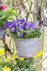 PROFI Wesch - GLOCKENBLUME Angebot im Prospekt GLOCKENBLUME bei PROFI Wesch im Prospekt "" für 3,99 €