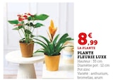 Super U Civray - Promo PLANTE FLEURIE LUXE Promo PLANTE FLEURIE LUXE à 8,99 € dans le catalogue Super U à Civray