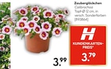 Zauberglöckchen Calibrachoa im aktuellen Hellweg Prospekt