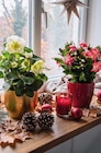 Christrose von  im aktuellen Netto Marken-Discount Prospekt für 1,99 €