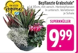 Bepflanzte Grabschale Angebot in Schönau Bepflanzte Grabschale im aktuellen Prospekt bei EDEKA in Schönau