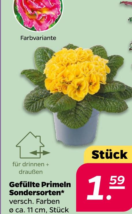 Gefüllte Primeln Sondersorten