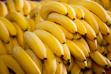 Promo Bananes à 1,19 € dans le catalogue Norma à Colmar