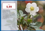 CHRISTROSE im Angebot bei PROFI Wesch in Mühlhausen CHRISTROSE Angebote bei PROFI Wesch Mühlhausen für 5,99 €