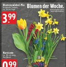 Blumenzwiebel-Mix Angebote bei E center Kleve für 0,99 €
