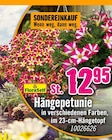 Hängepetunie von FloraSelf im aktuellen Hornbach Prospekt