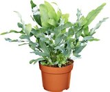 Aktuelle Pflanzen Angebote bei Netto Marken-Discount in Bremen Aktuelles Grünpflanze Angebot bei Netto Marken-Discount in Bremen ab 3,99 €
