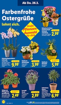 Blumentopf im Lidl Prospekt "LIDL LOHNT SICH" mit 74 Seiten (Münster)