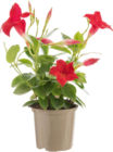 Dipladénia dans le catalogue Botanic