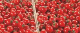TOMATE CERISE ROUGE à Grand Frais dans Givors TOMATE CERISE ROUGE à Grand Frais dans Givors