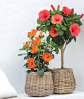 Aktuelle Blumentopf Angebote bei Dehner Garten-Center in Essen Aktuelles Hibiskus Angebot bei Dehner Garten-Center in Essen ab 14,99 €